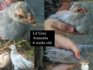 Lil'Grey